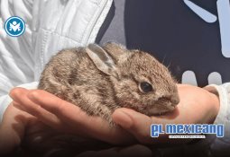 Regresa Tecate Titanium: la edición que marcó a toda una generación Regresa Tecate Titanium: la edición que marcó a toda una generación