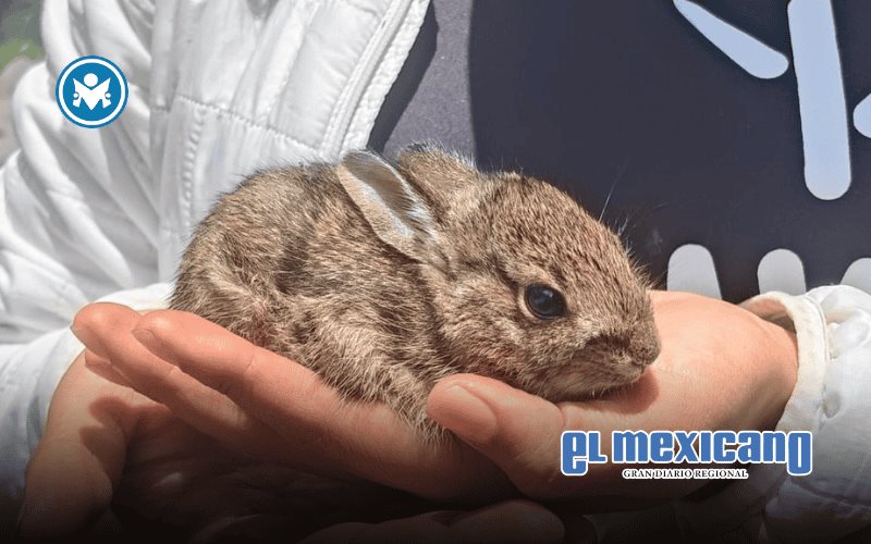 Teporingo Forever Forest: la ambiciosa iniciativa que busca restaurar bosques y proteger al teporingo