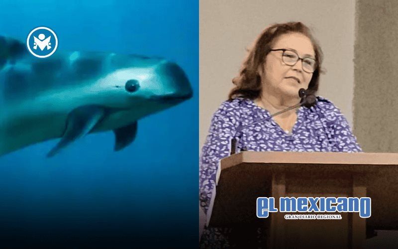 Mantienen acciones para proteger a la vaquita marina Mantienen acciones para proteger a la vaquita marina