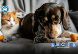 Telefem refuerza su compromiso por un aborto seguro y accesible con el "Est&aacute;ndar de oro"