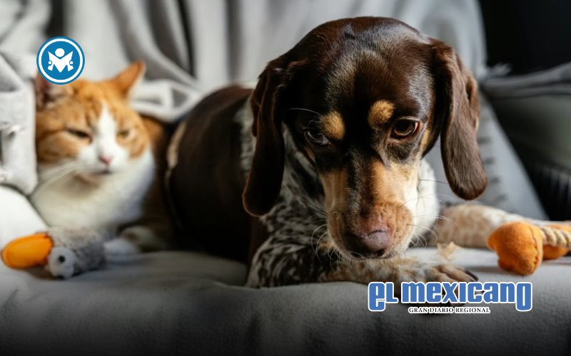 El auge del mercado de mascotas genera oportunidades de negocio e inversi&oacute;n