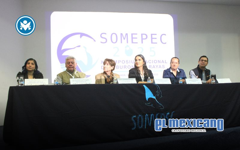 Resaltan funci&oacute;n de los tiburones en el ecosistema marino