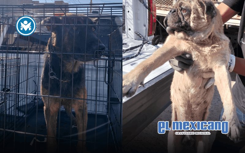 Rescatan a dos perros v&iacute;ctimas de maltrato en Villas Residencial del Rey 1