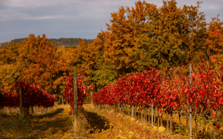 imagen-cuerpo imagen-cuerpo