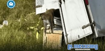 Escapan monos de laboratorio tras volcamiento de camión en Mississippi Escapan monos de laboratorio tras volcamiento de camión en Mississippi