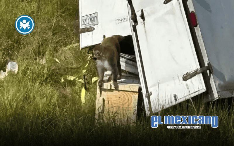 Escapan monos de laboratorio tras volcamiento de camión en Mississippi Escapan monos de laboratorio tras volcamiento de camión en Mississippi