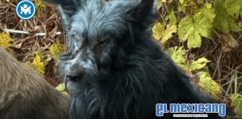 Hallan perros de pelaje azul en Chernobyl Hallan perros de pelaje azul en Chernobyl