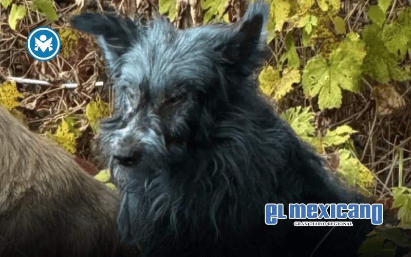 Hallan perros de pelaje azul en Chernobyl Hallan perros de pelaje azul en Chernobyl