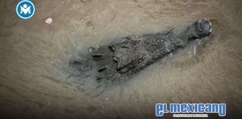 Huracán Melissa provoca alerta por cocodrilos desplazados en Jamaica Huracán Melissa provoca alerta por cocodrilos desplazados en Jamaica