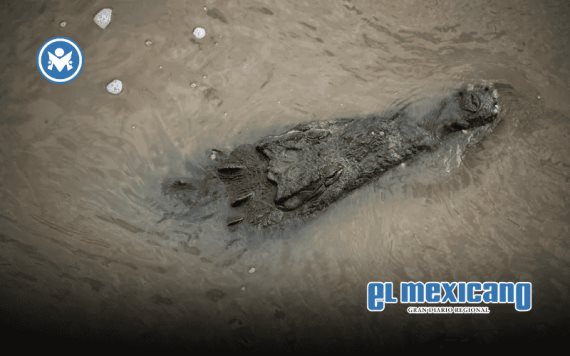 Huracán Melissa provoca alerta por cocodrilos desplazados en Jamaica Huracán Melissa provoca alerta por cocodrilos desplazados en Jamaica