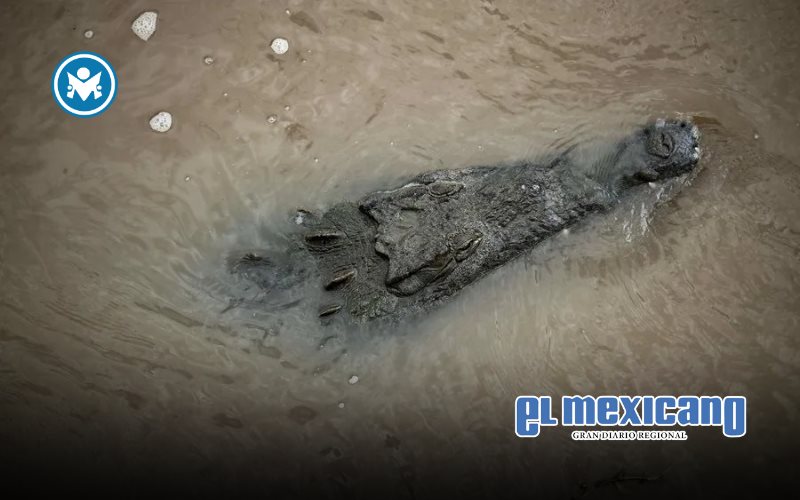 Huracán Melissa provoca alerta por cocodrilos desplazados en Jamaica