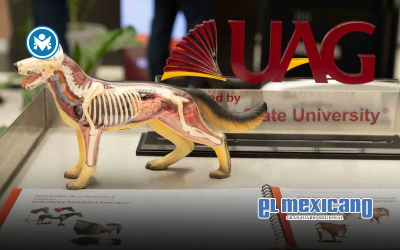 Bienestar animal y sostenibilidad, ejes de la nueva carrera de Medicina Veterinaria y Zootecnia de la UAG