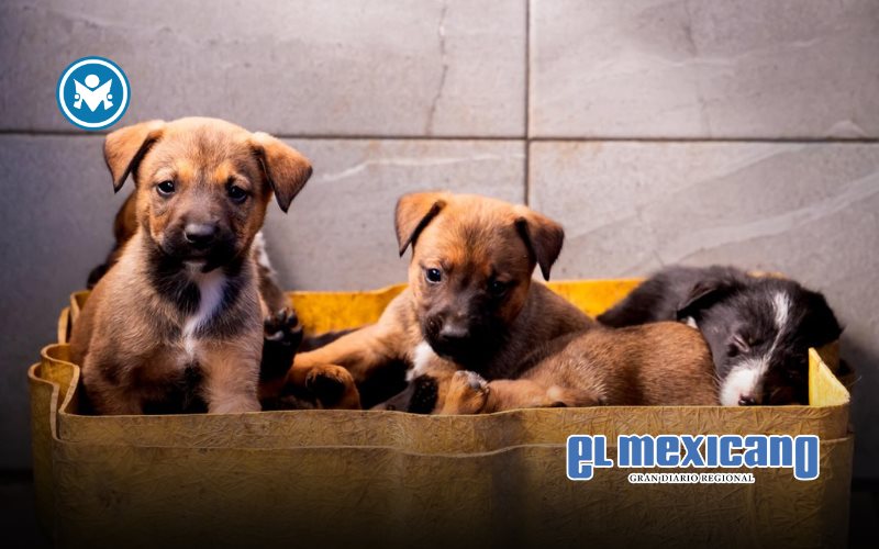 Gobierno de Claudia Agat&oacute;n promueve entre ensenadenses la adopci&oacute;n de mascotas