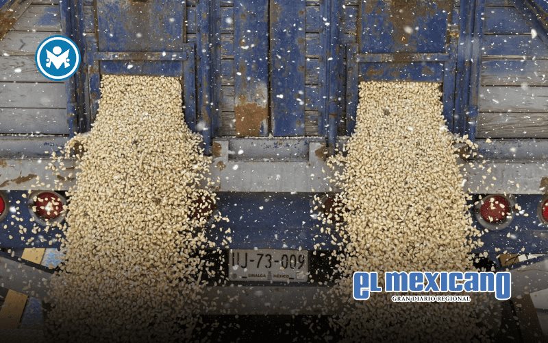 Productores de Sinaloa denuncian abandono del campo tras insuficiente presupuesto federal 2026 Productores de Sinaloa denuncian abandono del campo tras insuficiente presupuesto federal 2026