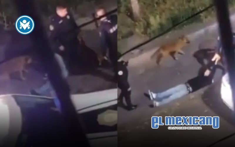 Detienen a tres policías por golpiza mortal a joven que paseaba a su perro en CDMX Detienen a tres policías por golpiza mortal a joven que paseaba a su perro en CDMX
