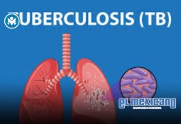 Sheinbaum lanza el Plan Nacional de Maíz Nativo para impulsar la producción y conservación del maíz en México Sheinbaum lanza el Plan Nacional de Maíz Nativo para impulsar la producción y conservación del maíz en México