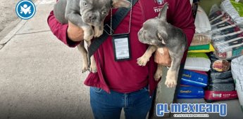 Rescatan perros de venta ilegal en la colonia Buena Vista Rescatan perros de venta ilegal en la colonia Buena Vista