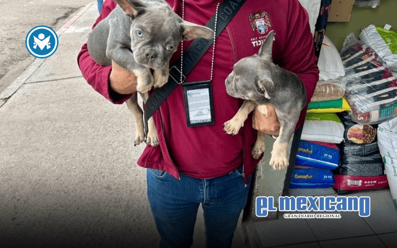 Rescatan perros de venta ilegal en la colonia Buena Vista