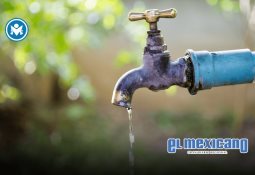 Genera Nación Verde acciones responsables para proteger el arbolado urbano en Tijuana