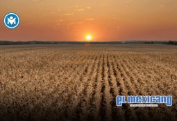 Colágeno: el secreto mejor guardado para tu rendimiento y apariencia impecable Colágeno: el secreto mejor guardado para tu rendimiento y apariencia impecable