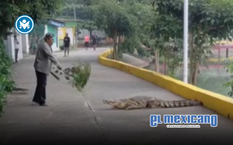 Hombre ahuyenta a cocodrilo en calles de Ciudad Isla y se vuelve viral