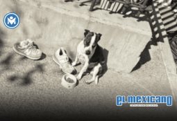 Detectan ametralladoras de uso remoto en Teocaltiche