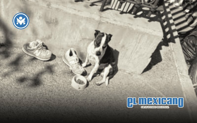 Perrito Toby protege a su dueño fallecido frente al IMSS 66