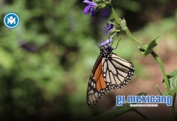 Alerta sísmica suena en CDMX sin que haya temblor: fue una falsa alarma