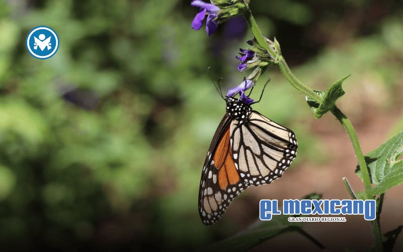 Nación Verde impulsa educación ambiental para proteger la ruta de la Mariposa Monarca
