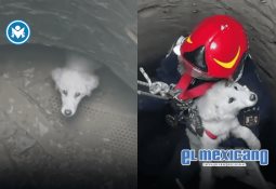 Detienen a presunto asaltante tras atraco a comercio en Pedregal de Santa Julia