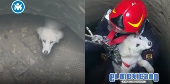 Rescatan perrita tras caer a un pozo de 15 metros en Valea Nucarilor, Rumania Rescatan perrita tras caer a un pozo de 15 metros en Valea Nucarilor, Rumania