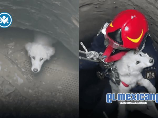 Rescatan perrita tras caer a un pozo de 15 metros en Valea Nucarilor, Rumania