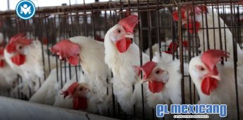 Fallece el primer caso humano de gripe aviar H5N5 en EU Fallece el primer caso humano de gripe aviar H5N5 en EU