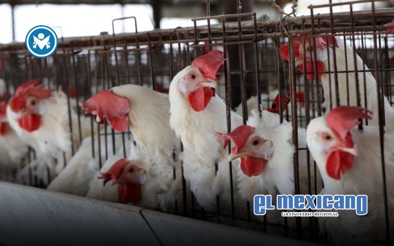 Fallece el primer caso humano de gripe aviar H5N5 en EU Fallece el primer caso humano de gripe aviar H5N5 en EU