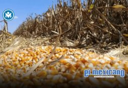 Sheinbaum niega injerencia en Miss Universo y tacha de ridículas las acusaciones