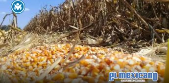 Abaratamiento de granos y ganado generan una tormenta en giro en el agro mexicano Abaratamiento de granos y ganado generan una tormenta en giro en el agro mexicano