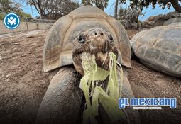 El papa León XIV inicia su primer viaje internacional con un mensaje de apoyo a las mujeres en Turquía