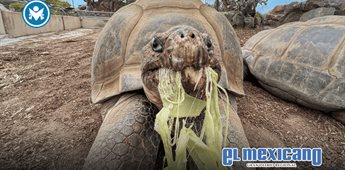 Fallece Gramma, la tortuga gigante de Galápagos más longeva del Zoológico de San Diego Fallece Gramma, la tortuga gigante de Galápagos más longeva del Zoológico de San Diego
