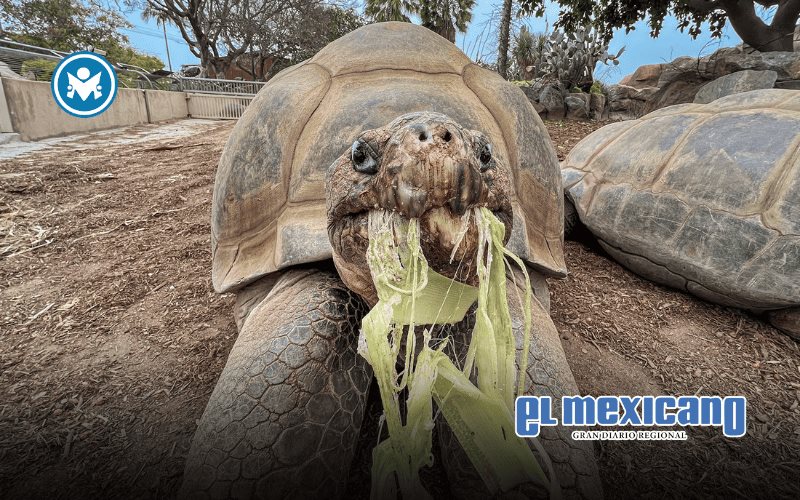Fallece Gramma, la tortuga gigante de Galápagos más longeva del Zoológico de San Diego Fallece Gramma, la tortuga gigante de Galápagos más longeva del Zoológico de San Diego