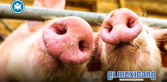 México suspende importaciones de cerdo español por brote sanitario México suspende importaciones de cerdo español por brote sanitario