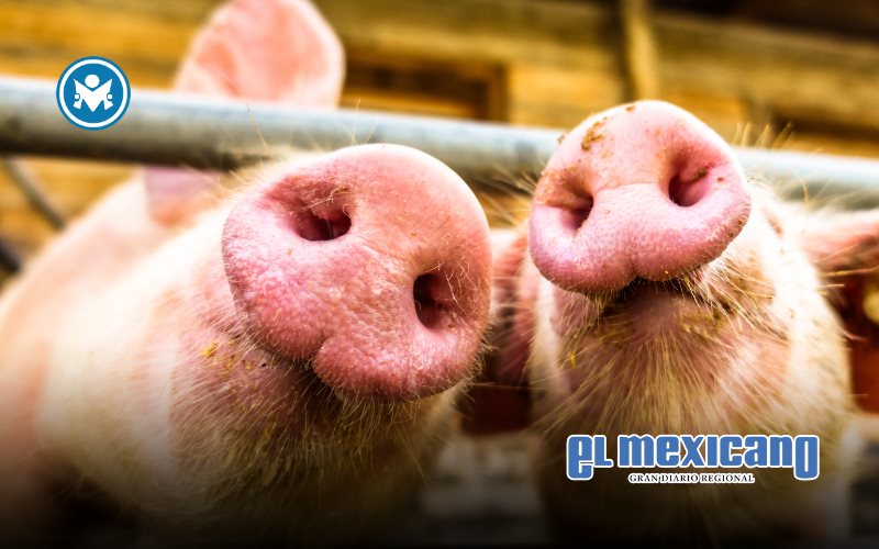 México suspende importaciones de cerdo español por brote sanitario México suspende importaciones de cerdo español por brote sanitario