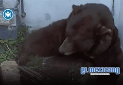 Mapache es encontrado en estado de ebriedad en licorería de Virginia Mapache es encontrado en estado de ebriedad en licorería de Virginia