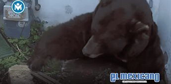 Hombre descubre un oso viviendo en el sótano de su casa en Altadena Hombre descubre un oso viviendo en el sótano de su casa en Altadena