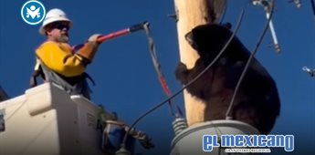 Liniero rescata a oso de poste eléctrico en Arizona