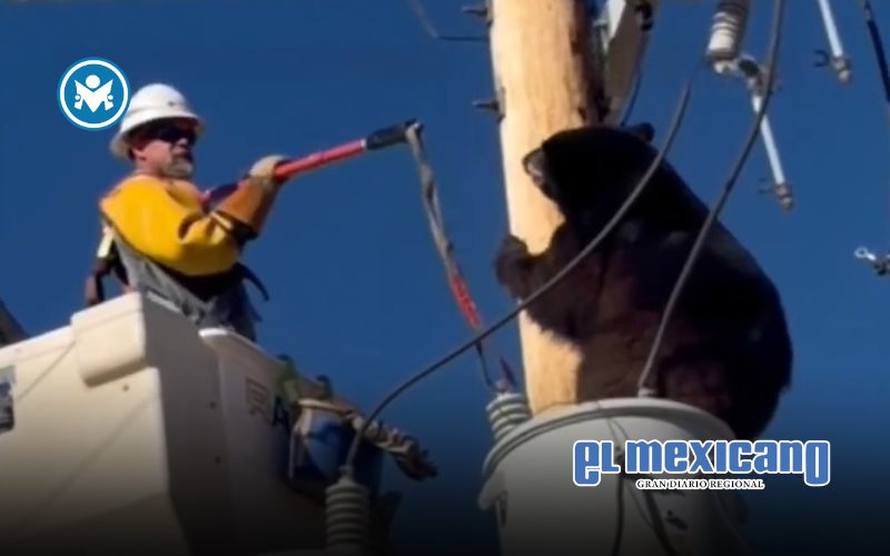 Liniero rescata a oso de poste eléctrico en Arizona Liniero rescata a oso de poste eléctrico en Arizona