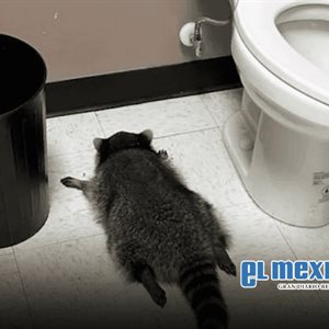 Mapache es encontrado en estado de ebriedad en licorería de Virginia Mapache es encontrado en estado de ebriedad en licorería de Virginia