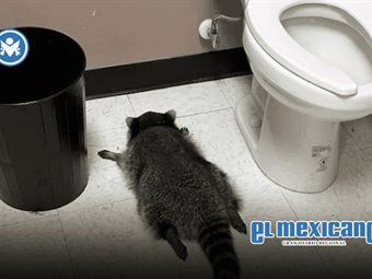 Mapache es encontrado en estado de ebriedad en licorería de Virginia