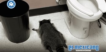 Mapache es encontrado en estado de ebriedad en licorería de Virginia