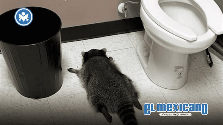 Mapache es encontrado en estado de ebriedad en licorería de Virginia