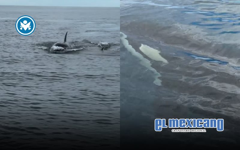 Orcas sorprenden a pescadores de Manzanillo alrededor de su embarcación Orcas sorprenden a pescadores de Manzanillo alrededor de su embarcación